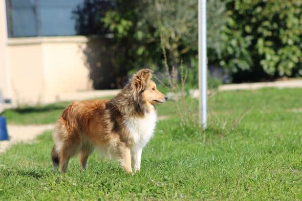 Image de la portée de chiot de l'élévage des petites lucioles