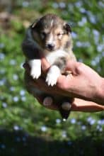 Chiots de race Shetland à vendre chez l'éleveur ASTRA MEUM