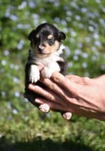 Chiots de race Shetland à vendre chez l'éleveur ASTRA MEUM