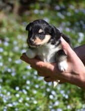 Chiots de race Shetland à vendre chez l'éleveur ASTRA MEUM