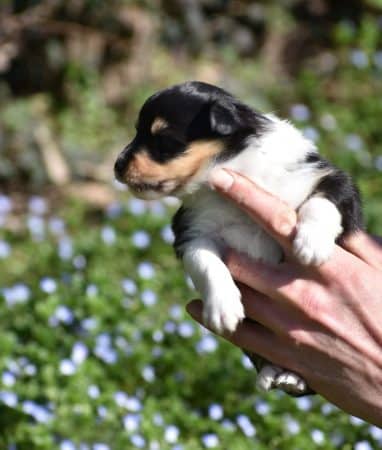 Image de la portée de chiot de l'élévage ASTRA MEUM