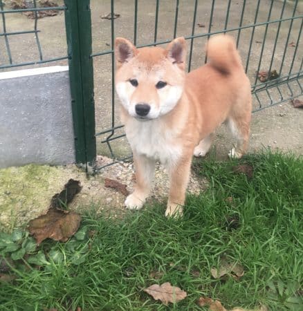 Image de la portée de chiot de l'élévage MME FREDOUILLARD ORLANE