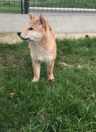 Image de la portée de chiot de l'élévage MME FREDOUILLARD ORLANE