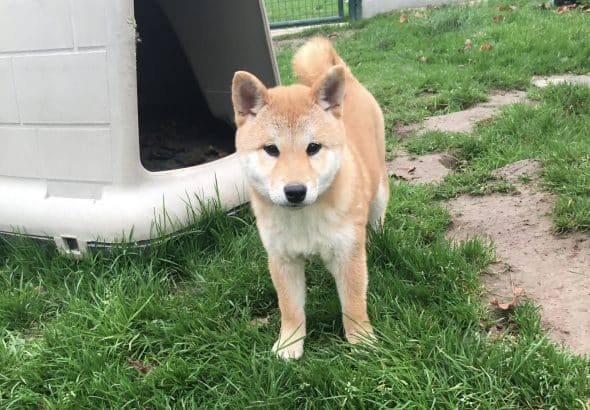 Image de la portée de chiot de l'élévage MME FREDOUILLARD ORLANE