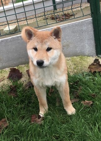 Image de la portée de chiot de l'élévage MME FREDOUILLARD ORLANE