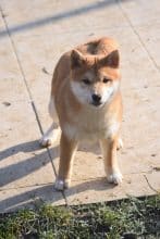 Chiots de race Shiba inu à vendre chez l'éleveur DE LA PERLE DES QUATRE AMES