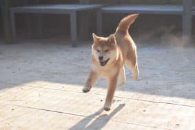 Chiots de race Shiba inu à vendre chez l'éleveur DE LA PERLE DES QUATRE AMES