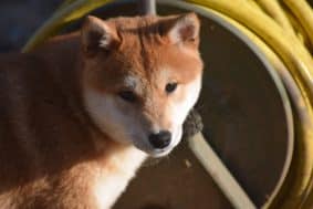 Chiots de race Shiba inu à vendre chez l'éleveur DE LA PERLE DES QUATRE AMES