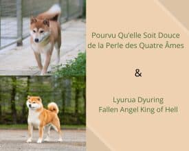 Chiots de race Shiba inu à vendre chez l'éleveur DE LA PERLE DES QUATRE AMES