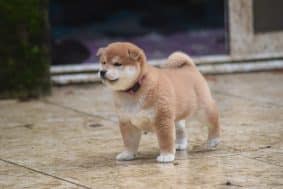 Chiots de race Shiba inu à vendre chez l'éleveur DE LA PERLE DES QUATRE AMES