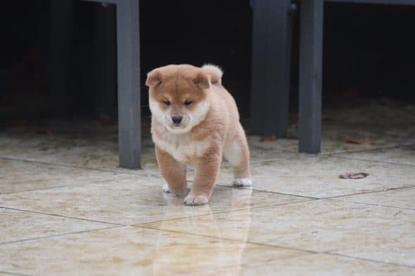 Image de la portée de chiot de l'élévage DE LA PERLE DES QUATRE AMES