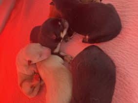 Chiots d'apparence Shiba inu à vendre chez l'éleveur POILS ET CARESSES