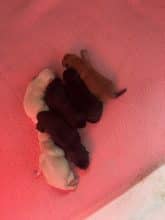 Chiots d'apparence Shiba inu à vendre chez l'éleveur POILS ET CARESSES