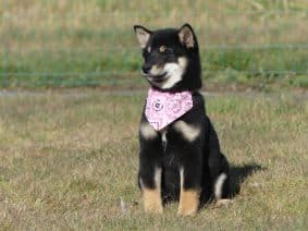 Chiots de race Shiba inu à vendre chez l'éleveur DES TERRES DES FORGES