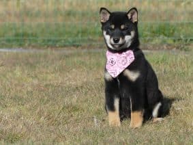 Chiots de race Shiba inu à vendre chez l'éleveur DES TERRES DES FORGES