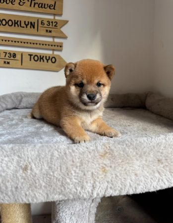 Image de la portée de chiot de l'élévage MME FROGE CINDY