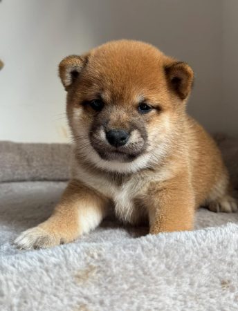 Image de la portée de chiot de l'élévage MME FROGE CINDY