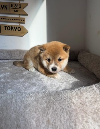 Image de la portée de chiot de l'élévage MME FROGE CINDY