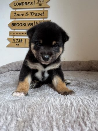 Image de la portée de chiot de l'élévage MME FROGE CINDY