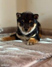 Chiots d'apparence Shiba inu à vendre chez l'éleveur MME FROGE CINDY