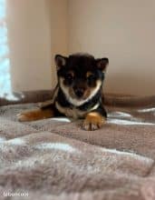 Chiots d'apparence Shiba inu à vendre chez l'éleveur MME FROGE CINDY