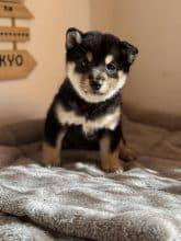 Chiots d'apparence Shiba inu à vendre chez l'éleveur MME FROGE CINDY