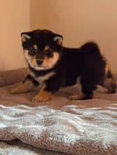 Chiots d'apparence Shiba inu à vendre chez l'éleveur MME FROGE CINDY