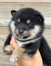 Chiots de race Shiba inu à vendre chez l'éleveur MME FROGE CINDY