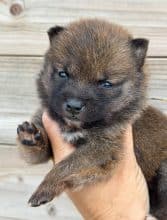 Chiots de race Shiba inu à vendre chez l'éleveur MME FROGE CINDY