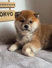 Chiots de race Shiba inu à vendre chez l'éleveur MME FROGE CINDY