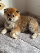 Chiots de race Shiba inu à vendre chez l'éleveur MME FROGE CINDY