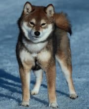 Chiots de race Shiba inu à vendre chez l'éleveur MME FROGE CINDY