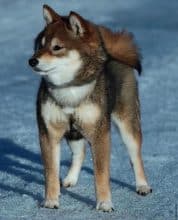 Chiots de race Shiba inu à vendre chez l'éleveur MME FROGE CINDY