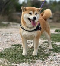 Chiots de race Shiba inu à vendre chez l'éleveur MME FROGE CINDY