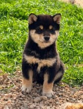 Chiots de race Shiba inu à vendre chez l'éleveur MME FROGE CINDY