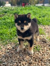 Chiots de race Shiba inu à vendre chez l'éleveur MME FROGE CINDY