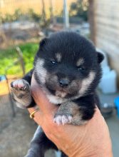 Chiots de race Shiba inu à vendre chez l'éleveur MME FROGE CINDY