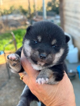 Image de la portée de chiot de l'élévage MME FROGE CINDY