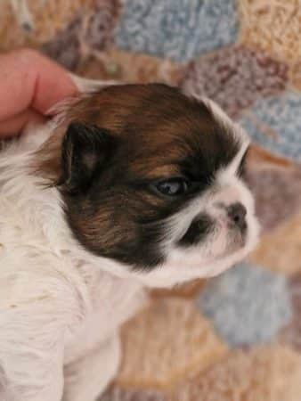 Image de la portée de chiot de l'élévage DES TERRES DE MISS BLUE