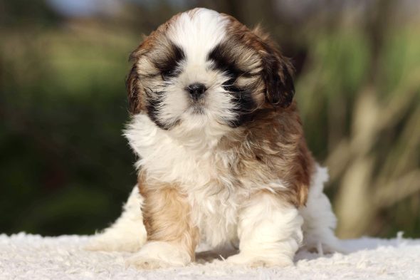 Image de la portée de chiot de l'élévage ELEVAGE DE LA BARONNERIE DES CUILLERDIER