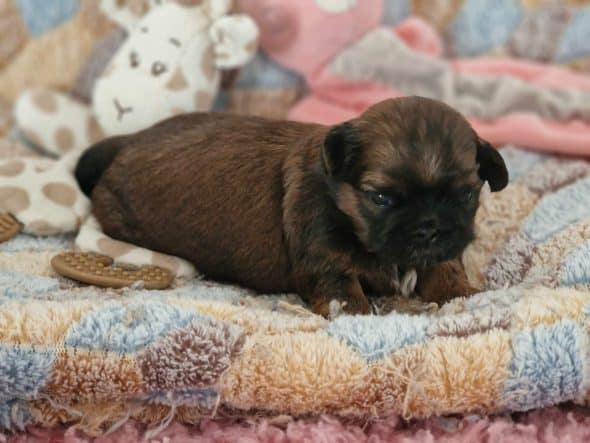 Image de la portée de chiot de l'élévage DES TERRES DE MISS BLUE