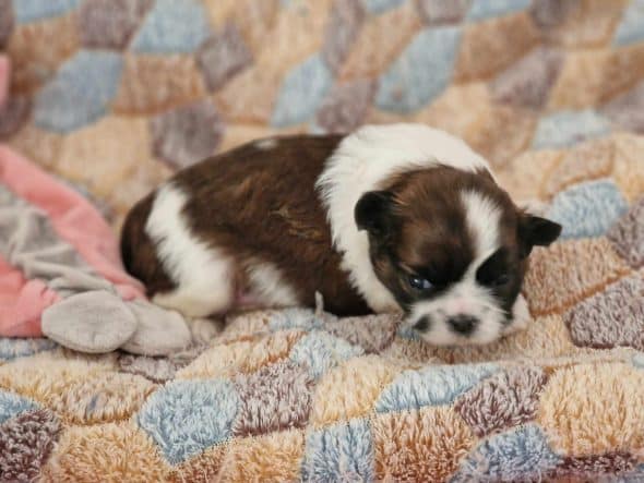 Image de la portée de chiot de l'élévage DES TERRES DE MISS BLUE