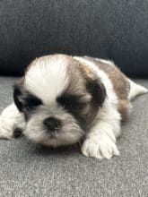 Chiots de race Shih tzu à vendre chez l'éleveur SCEA DU MOULIN DE MADJURIE