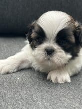 Chiots de race Shih tzu à vendre chez l'éleveur SCEA DU MOULIN DE MADJURIE