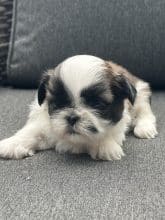 Chiots de race Shih tzu à vendre chez l'éleveur SCEA DU MOULIN DE MADJURIE