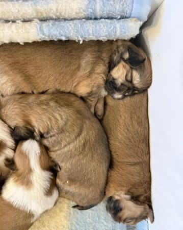 Image de la portée de chiot de l'élévage ELEVAGE AUX 3 ELANS