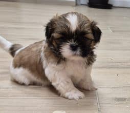 Chiots de race Shih tzu à vendre chez l'éleveur DU DOMAINE DE KERJONC