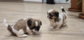 Chiots de race Shih tzu à vendre chez l'éleveur DU DOMAINE DE KERJONC