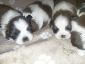 Chiots de race Shih tzu à vendre chez l'éleveur LE PARADIS D’INDIANA