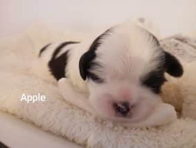 Chiots de race Shih tzu à vendre chez l'éleveur DES BERCEAUX DU LAC